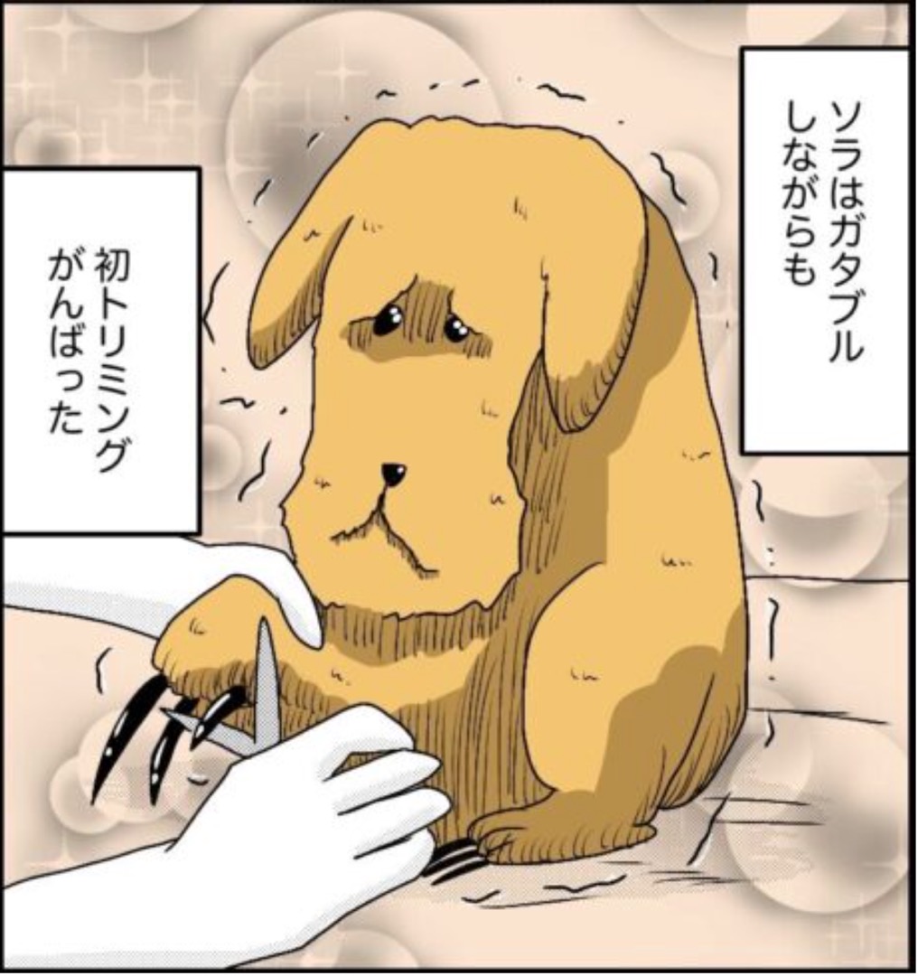 https://sub.reacomi.com/16_ソラの犬漫画_04.jpg